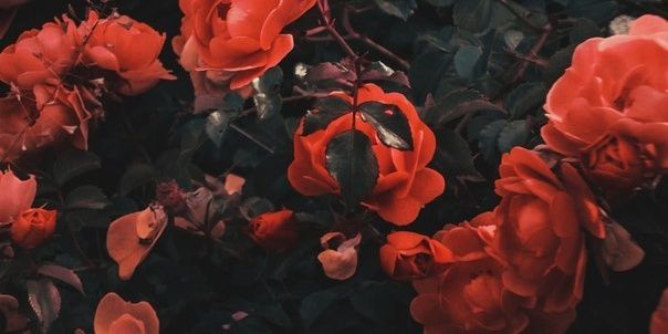 Lara_Grinchenko's profile banner image