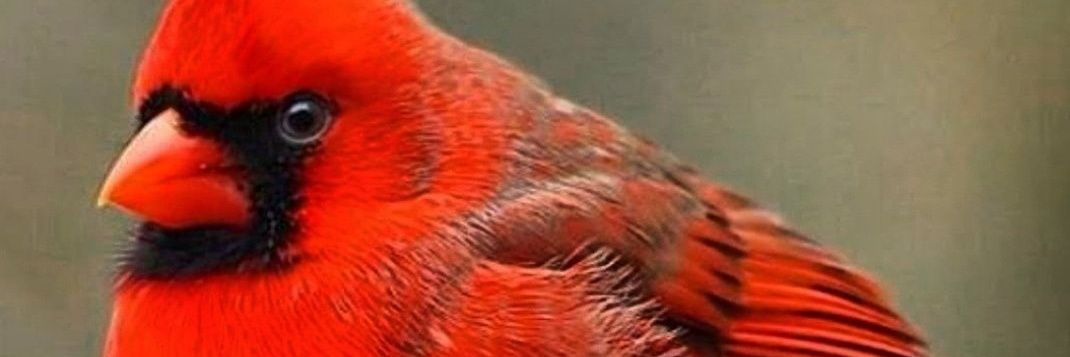 pnbrown13's profile banner image
