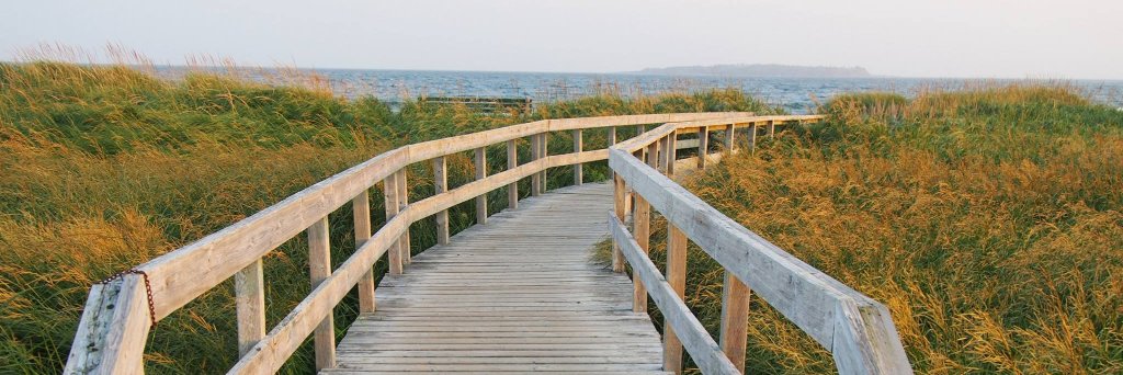 Anne Laurel Carter banner