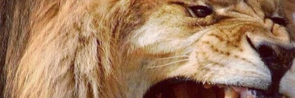 MeepoM Profile Banner