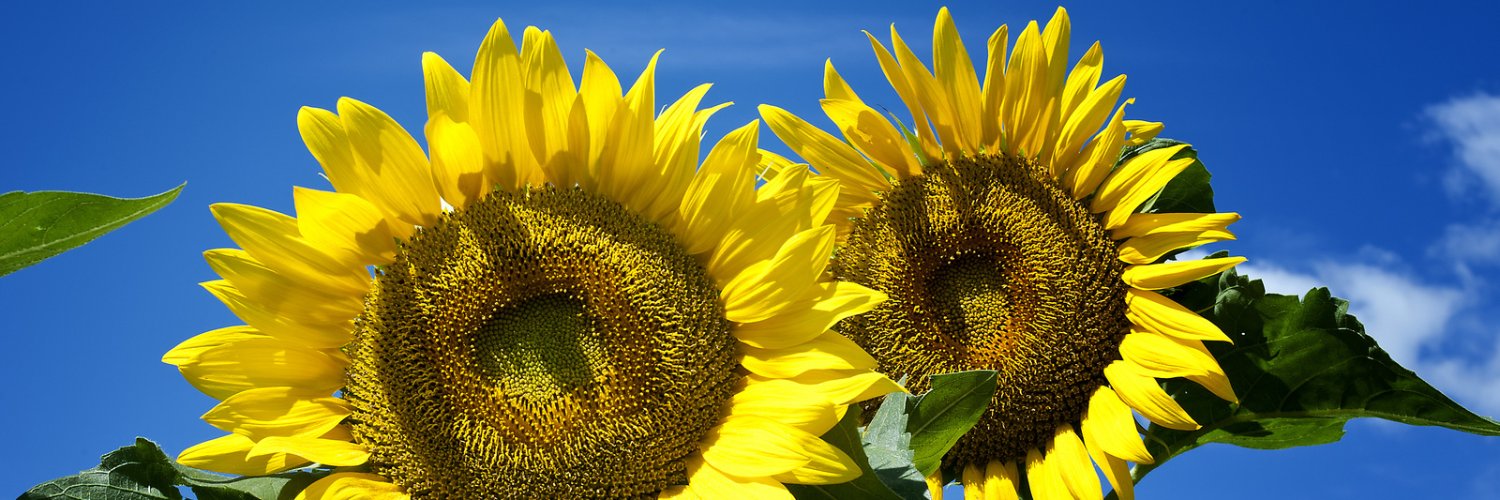 Pyllades ***** *** #SilniRazem banner