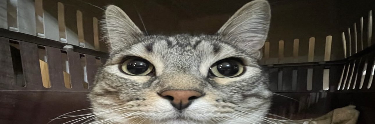 twithy banner