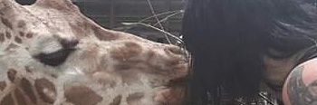 Dizzygoth's profile banner image