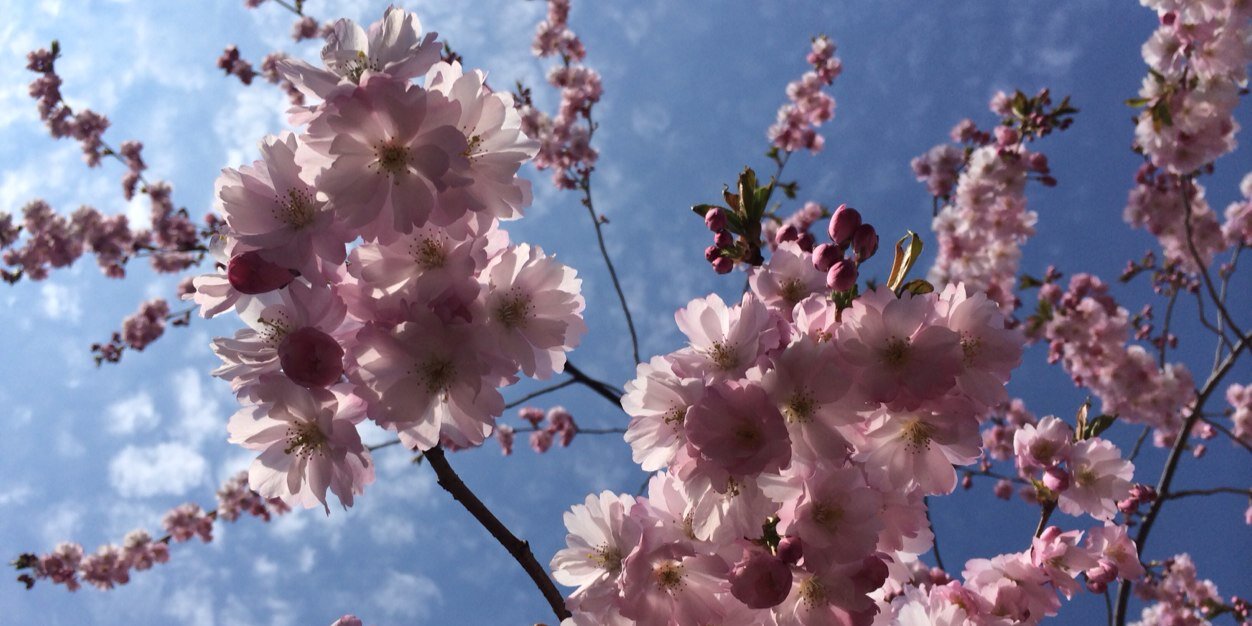 Maria Sjögren banner