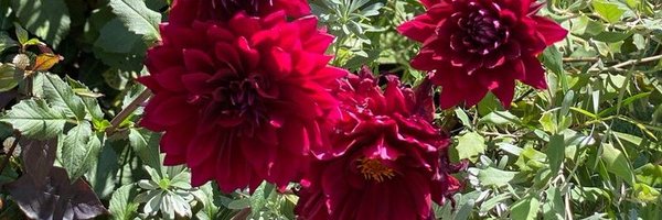 aChaCode Profile Banner