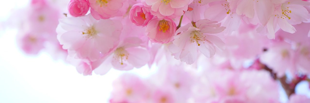 ぱくち banner