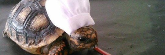 Cheftortle's profile banner image
