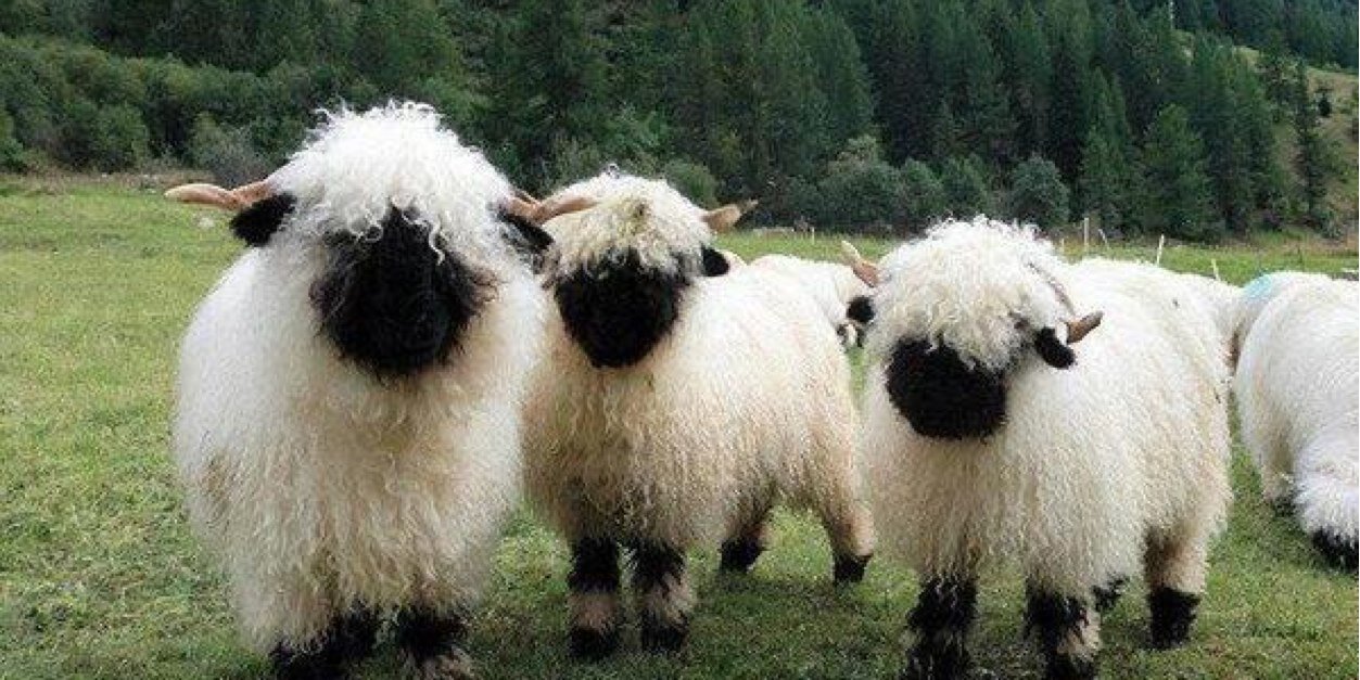 chus martinez banner