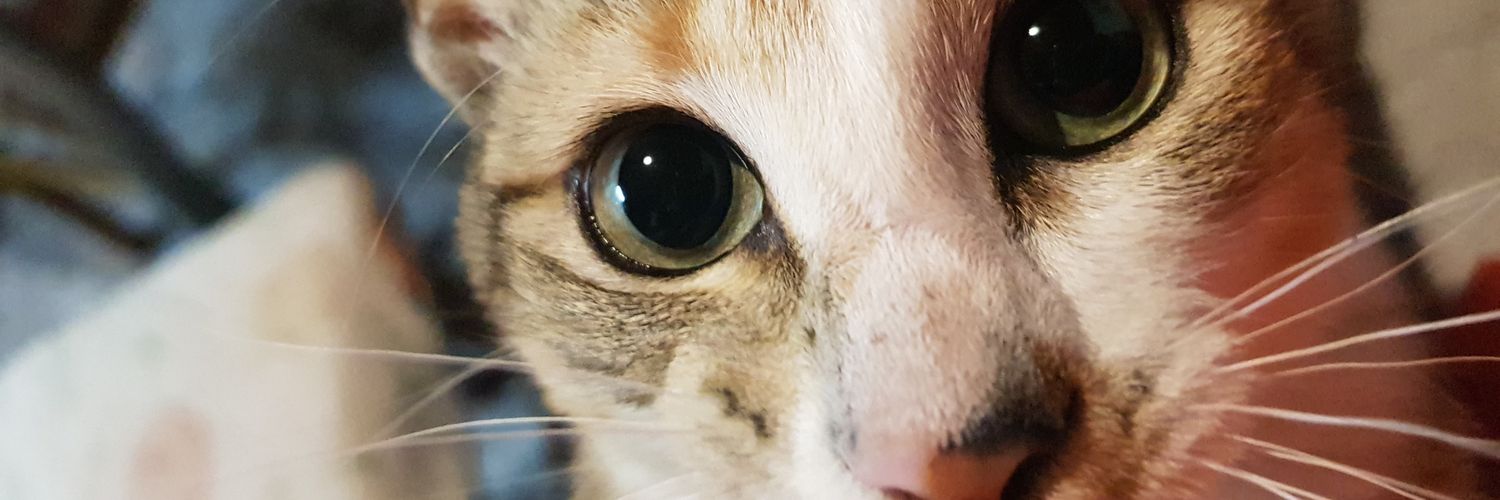 MeelaViola's profile banner image