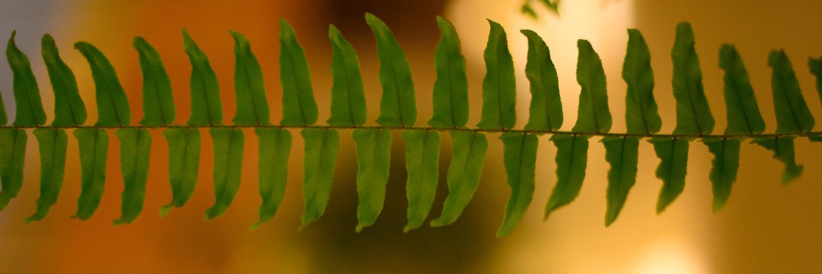 WIULibraries's profile banner image