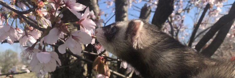JIIEMA's profile banner image