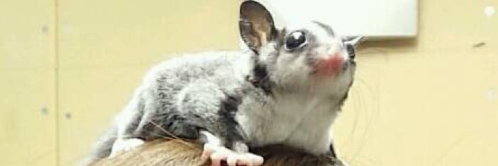 nipak's profile banner image