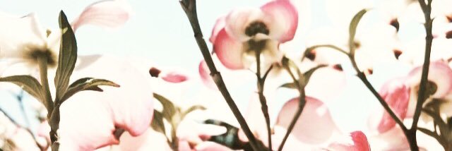 Jaba_Rabbit's profile banner image