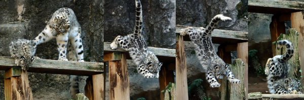 GooSnep Profile Banner