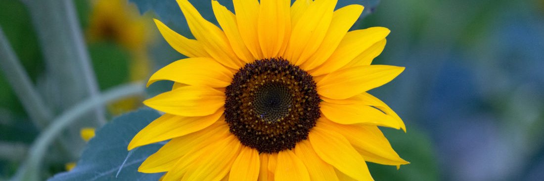 lifestyle of the not so rich & famous banner