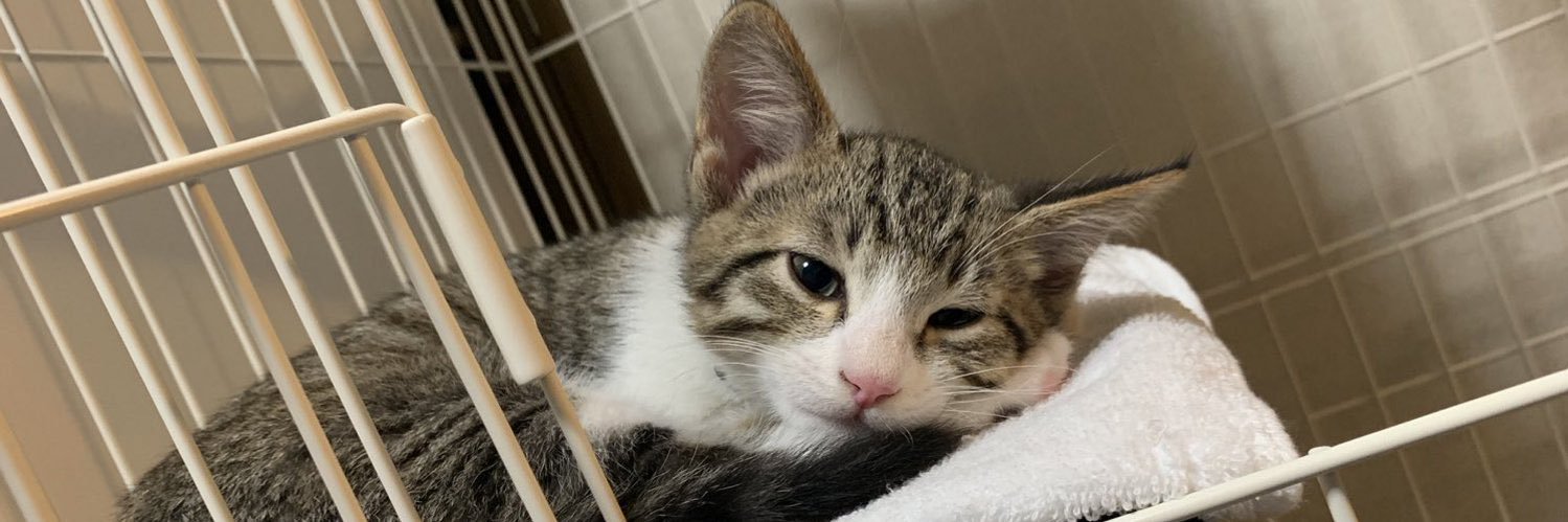 akada2227's profile banner image