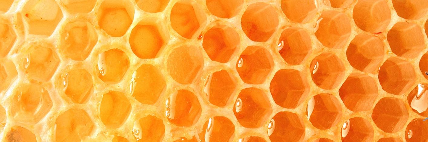 Sarah Lohmeier banner