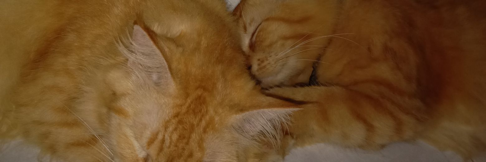 ʕ⁠·⁠ᴥ⁠·⁠ʔ banner