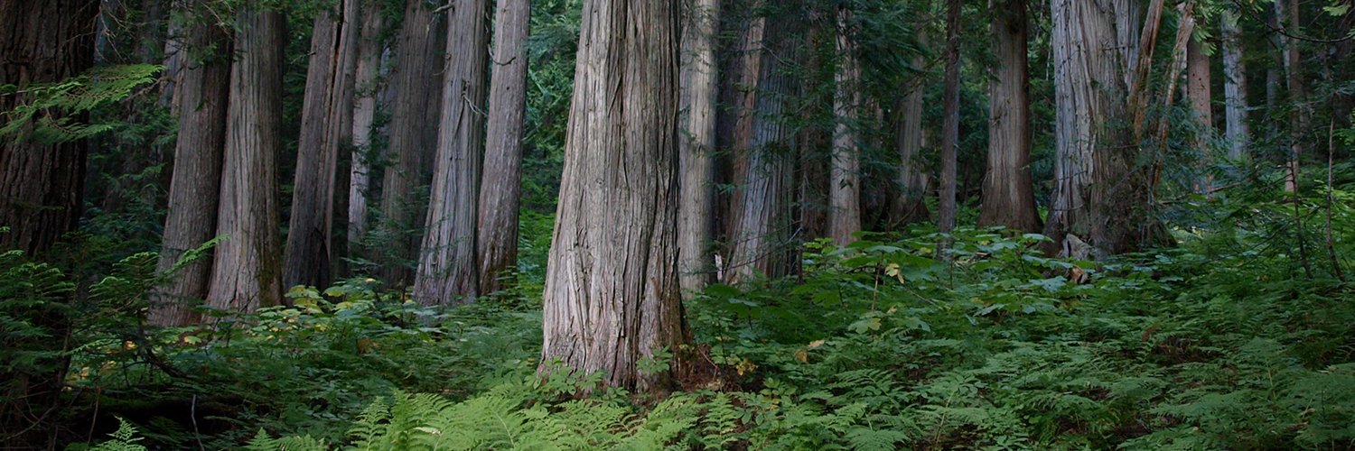 LallemandForest's profile banner image