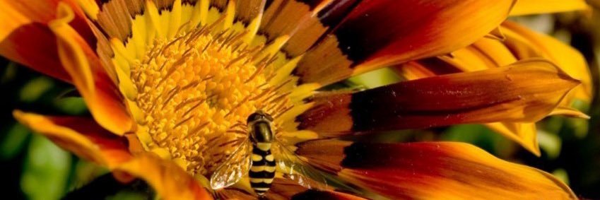 Abigail Dever banner
