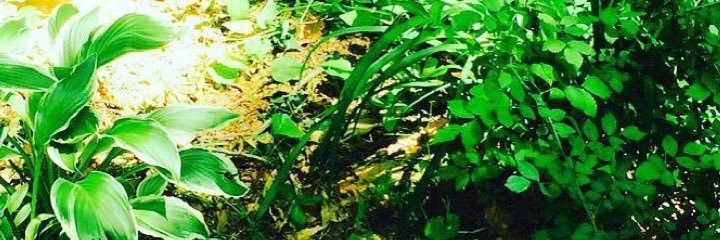 chchchiee's profile banner image