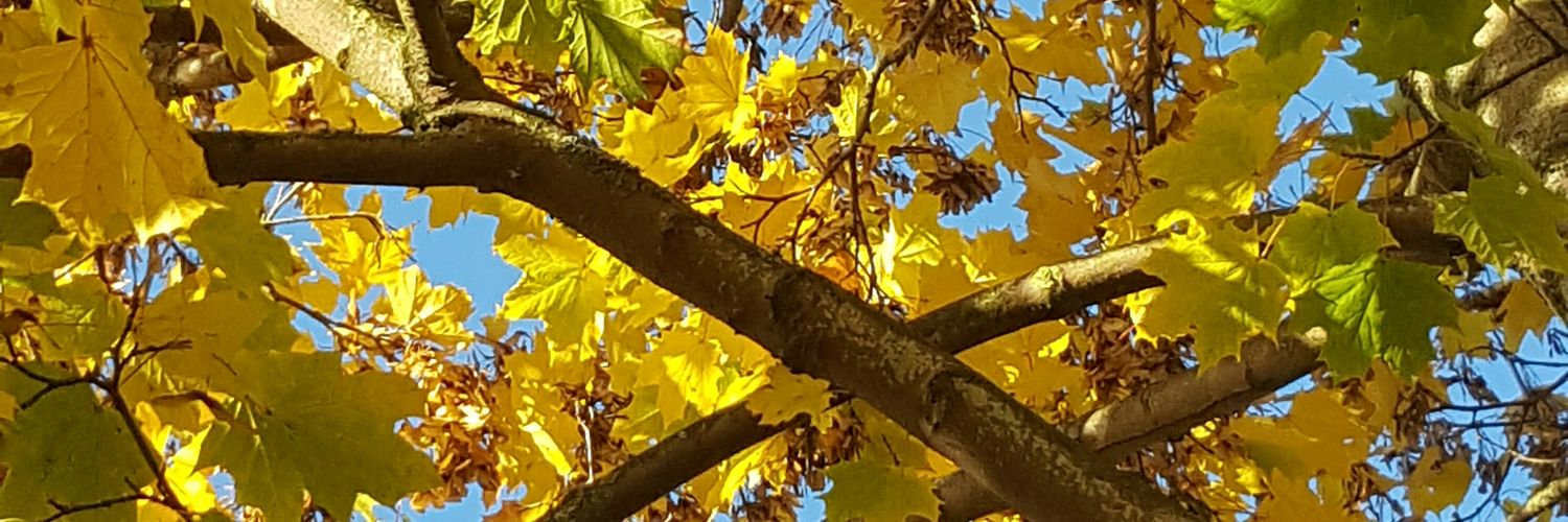 OfThisWorld's profile banner image