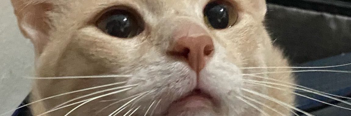 meeowwy's profile banner image