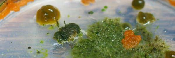 briecology Profile Banner