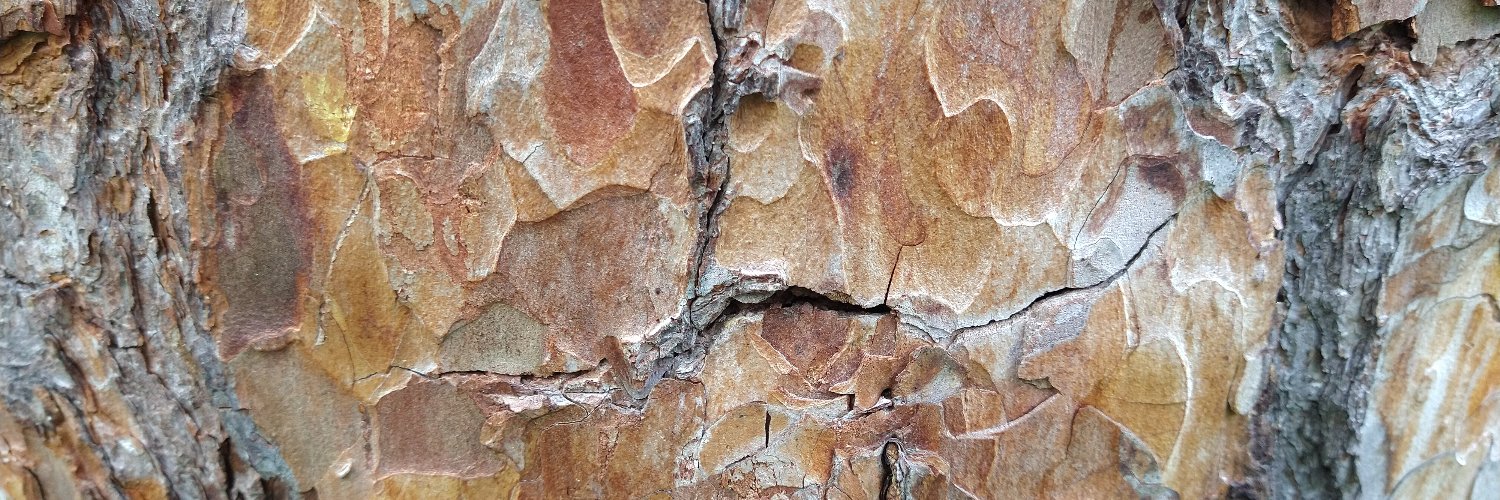 Florian Rötzer banner