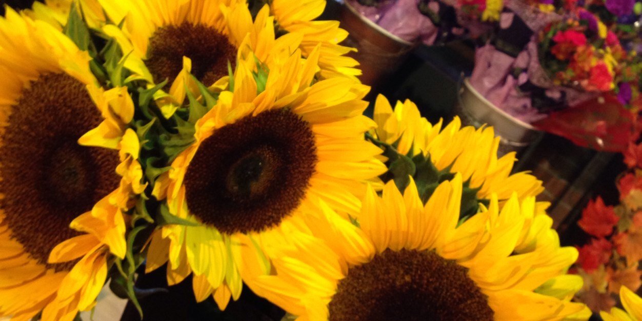 dianamargo's profile banner image