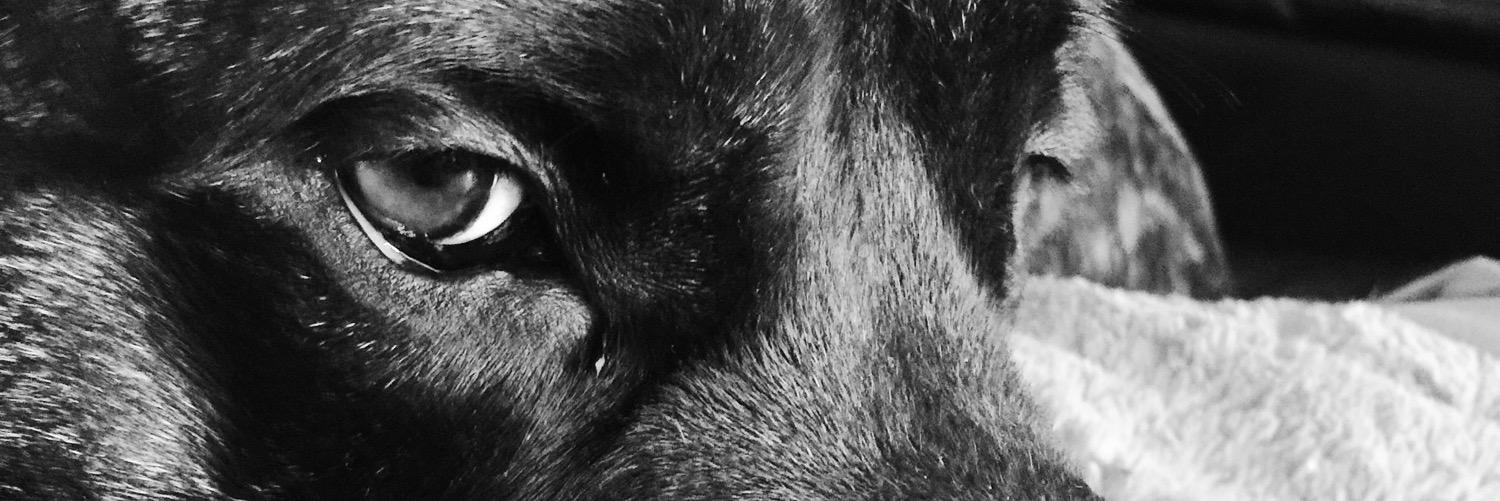 MarkDaGrossa's profile banner image