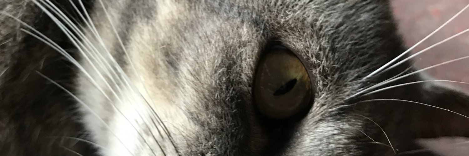 anne favacho 🏀🦅 banner