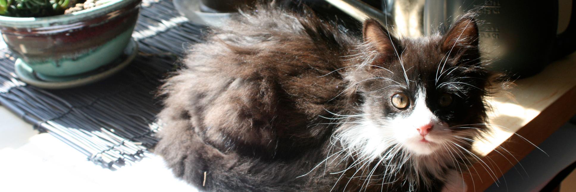 Daniel Higginbotham banner