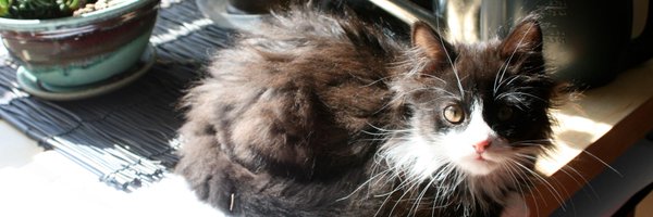 nonrecursive Profile Banner