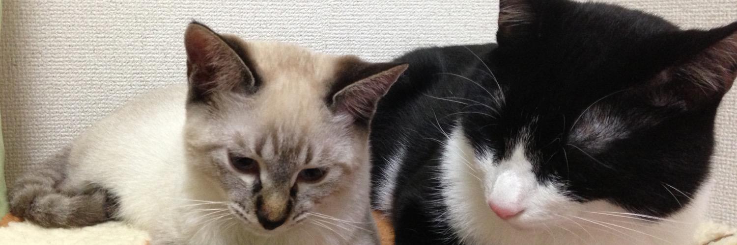 Cat1221's profile banner image