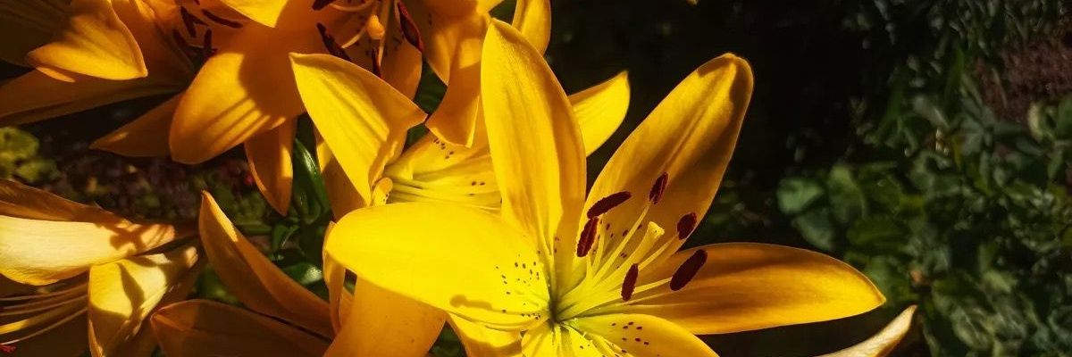Floo banner