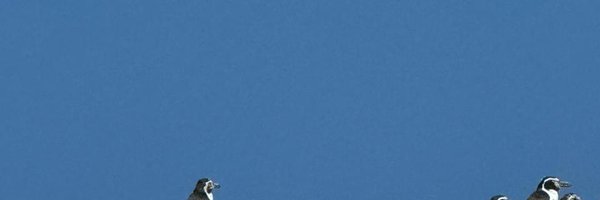 anomalia_acida Profile Banner