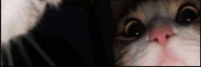 핌피 banner