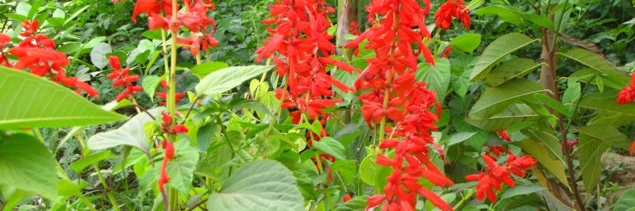 Dr. Ajay Srivastava banner