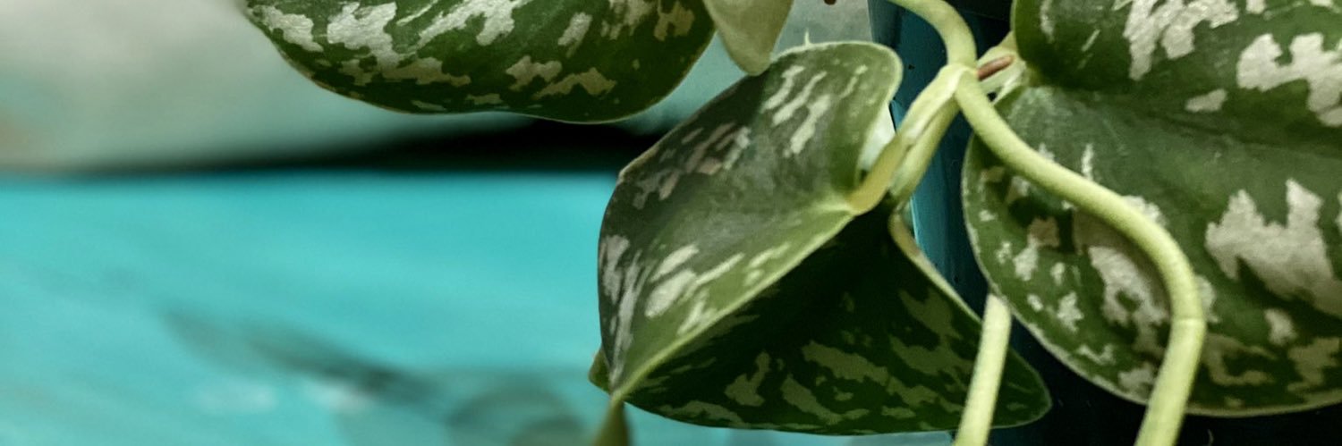 Kashmita🐚🦩🌺 banner