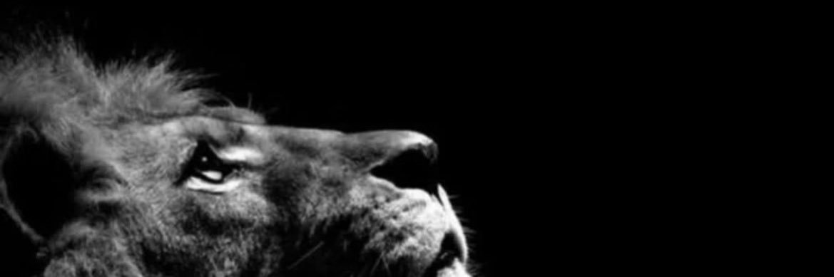 Cihan Özel banner
