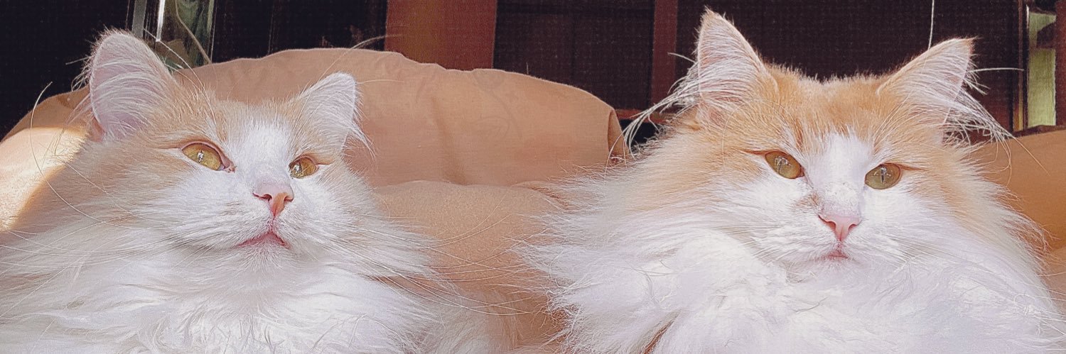 so_uma5's profile banner image