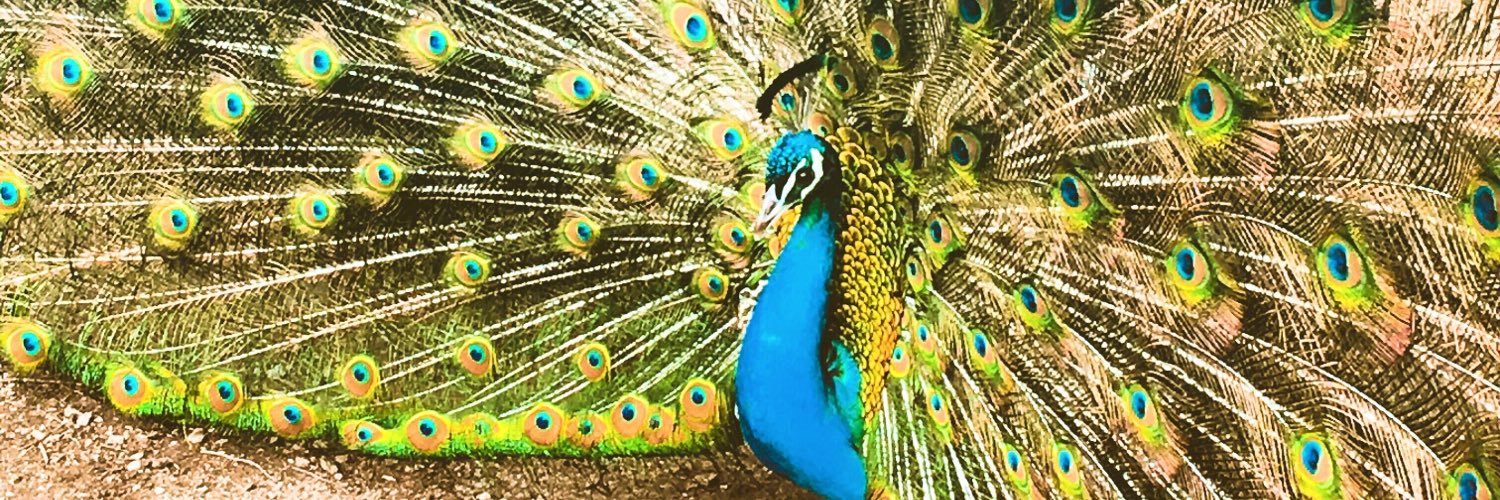 F0xy_M's profile banner image