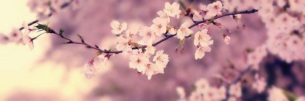 xSarahSunshine's profile banner image