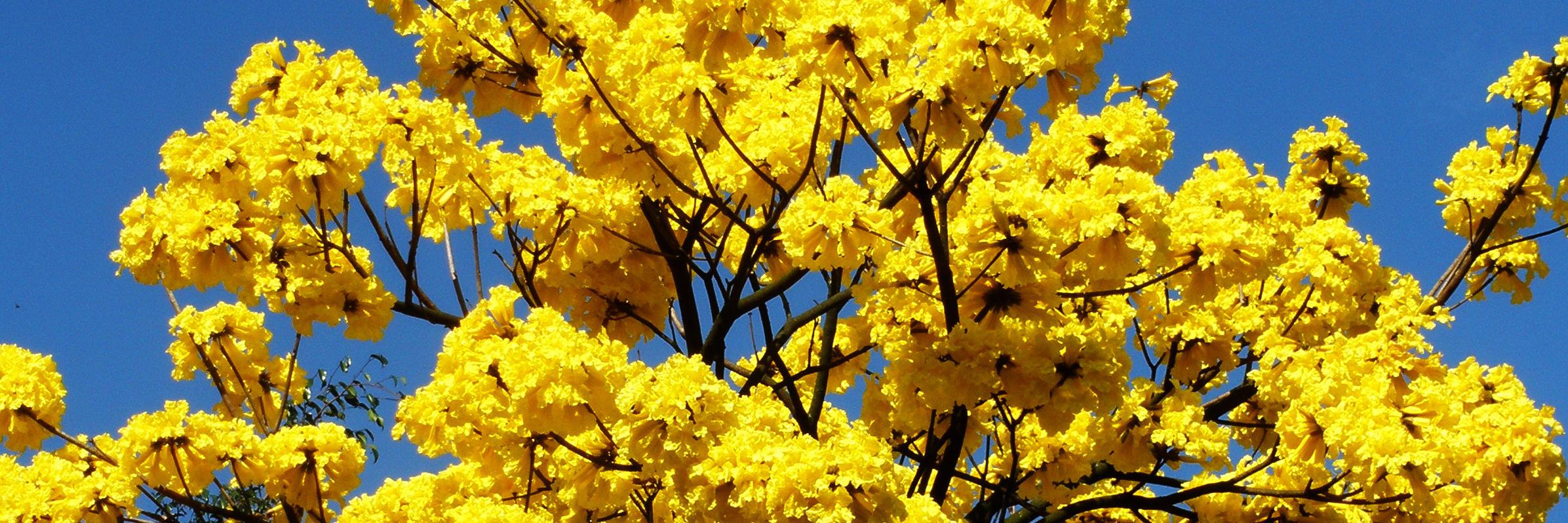 LeidyCastanho's profile banner image