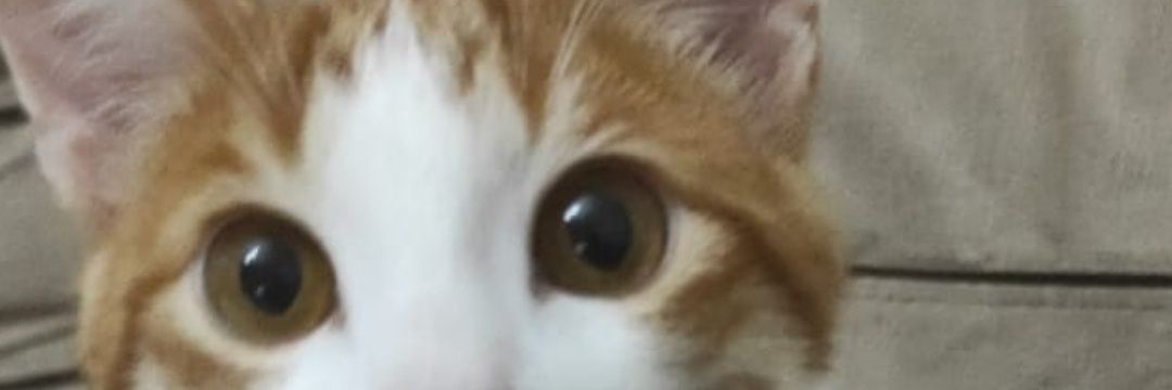 Feray banner