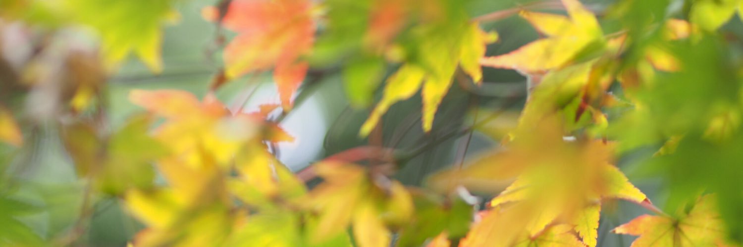 KOSE2010's profile banner image