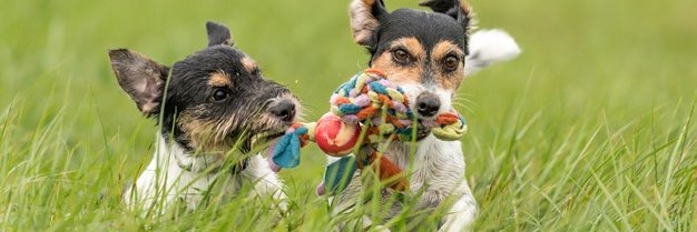 Dog Advocacy Ireland's banner