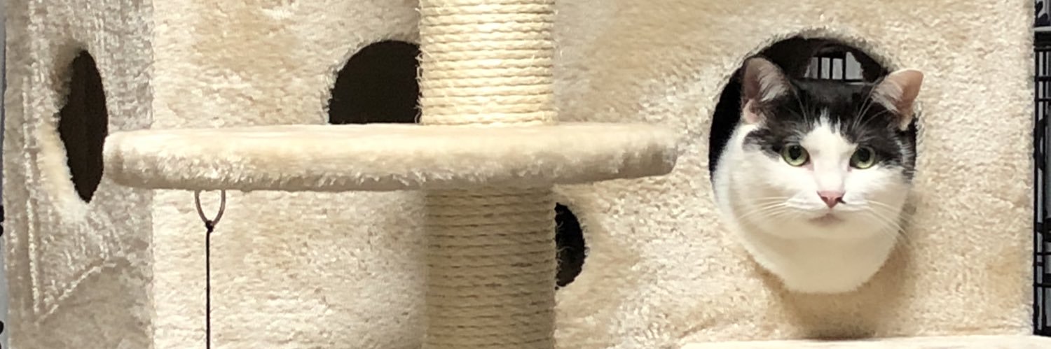 pincho476's profile banner image