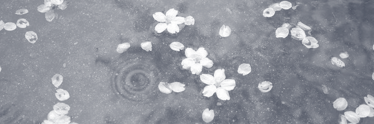 rotwry's profile banner image